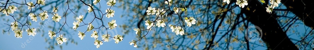 The Dogwood is the North Carolina State Flower.